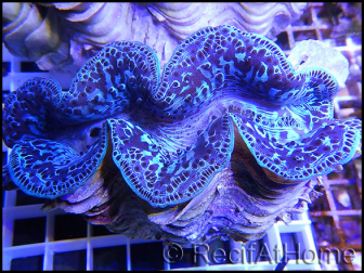 WYSIWYG Bénitiers Ultra COLOR XL 1