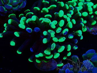 WYSIWYG Euphyllia paraancora (Maricultura aclimatada bajo LED) 4H5