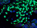 WYSIWYG Euphyllia paraancora (Acclimatata in maricoltura sotto LED) 4H5