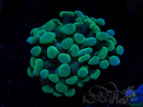 WYSIWYG Euphyllia paraancora (Maricultura aclimatada bajo LED) 4H6