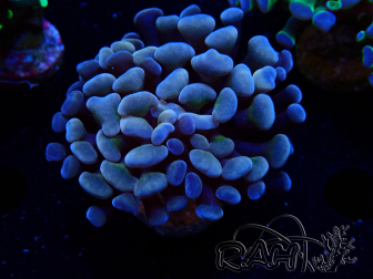 WYSIWYG Euphyllia paraancora (Mariculture acclimaté sous LED) 4H7