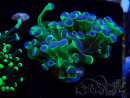 WYSIWYG Euphyllia paraancora (Mariculture acclimaté sous LED) 4H8