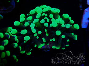 WYSIWYG Euphyllia paraancora (Maricultura aclimatada bajo LED) 4F6