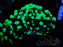 WYSIWYG Euphyllia paraancora (Maricultura aclimatada bajo LED) 4F6