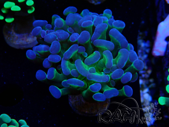 WYSIWYG Euphyllia paraancora (Maricoltura acclimatata sotto LED) 4F5