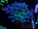 WYSIWYG Euphyllia paraancora (Mariculture acclimaté sous LED) 4H10