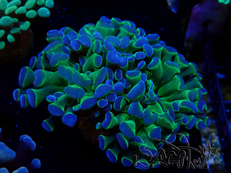 WYSIWYG Euphyllia paraancora (Mariculture acclimated under LED)