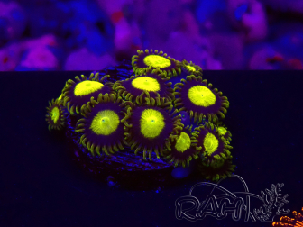 WYSIWYG - Zoanthus King Midas 30B5