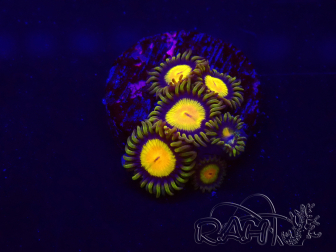 WYSIWYG - Zoanthus Tutti Fruity 30C4