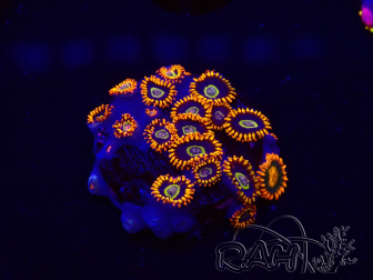 WYSIWYG - Zoanthus Rainbow Hornet 30G3