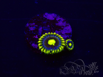 WYSIWYG - Zoanthus Corona 30K1