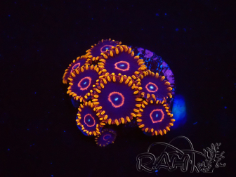 WYSIWYG - Zoanthus Red Hornet 40A4