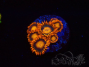 WYSIWYG - Zoanthus Orange Oxyde 40C10