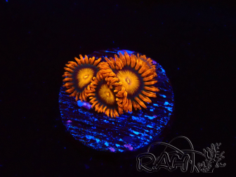 WYSIWYG - Zoanthus Orange Oxyde 40C11