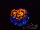 WYSIWYG - Zoanthus Orange Oxyde 40C11