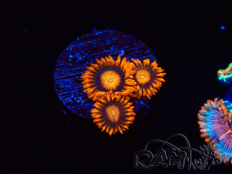 WYSIWYG - Zoanthus Orange Oxyde 40E1