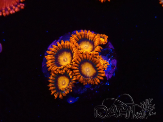 WYSIWYG - Zoanthus Orange Oxyde 40E4