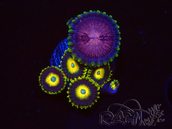 WYSIWYG - Zoanthus Space Monster 40F9