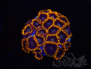 WYSIWYG - Zoanthus Rainbow Hornet 40M2
