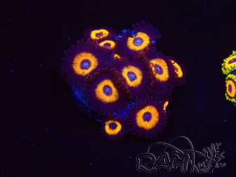 WYSIWYG - Zoanthus Johnny's Pumpkin Seed 40O11