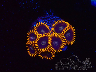 WYSIWYG - Zoanthus Rainbow Hornet 2C2