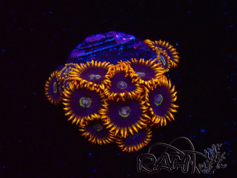 WYSIWYG - Zoanthus Rainbow Hornet 2C3