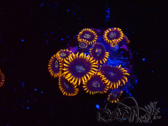 WYSIWYG - Zoanthus Rainbow Hornet