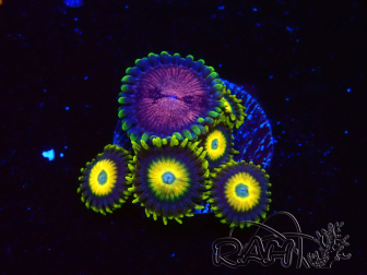 WYSIWYG Zoanthus Scrambled Eggs