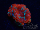 WYSIWYG Micromussa lordhowensis (ex Acanthastrea) 6A1