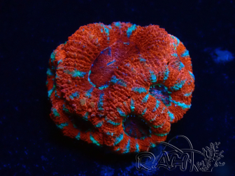 WYSIWYG Micromussa lordhowensis (ehemals Acanthastrea) 6A2