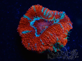 WYSIWYG Micromussa lordhowensis (ehemals Acanthastrea) 6A3