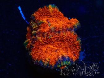 WYSIWYG Micromussa lordhowensis (ehemals Acanthastrea) 6A4