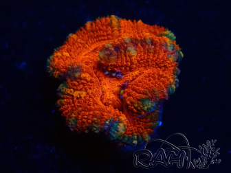 WYSIWYG Micromussa lordhowensis (ehemals Acanthastrea) 6A5