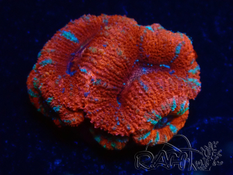 WYSIWYG Micromussa lordhowensis (ex Acanthastrea) 6A6