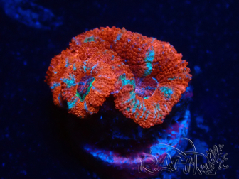WYSIWYG Micromussa lordhowensis (ehemals Acanthastrea) 6A7