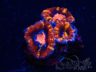 WYSIWYG Micromussa lordhowensis (ehemals Acanthastrea) 6K3