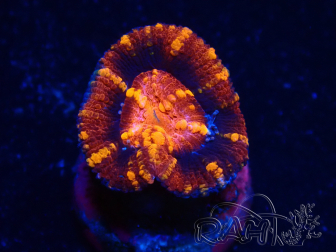 WYSIWYG Micromussa lordhowensis (ehemals Acanthastrea) 6K4