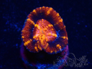 WYSIWYG Micromussa lordhowensis (ex Acanthastrea) 6A10