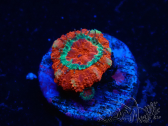WYSIWYG Micromussa lordhowensis (formerly Acanthastrea) 6B1
