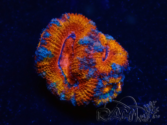 WYSIWYG Micromussa lordhowensis (ex Acanthastrea) 6B2