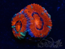 WYSIWYG Micromussa lordhowensis (ehemals Acanthastrea) 6B3