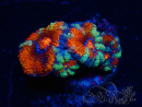 WYSIWYG Micromussa lordhowensis (ehemals Acanthastrea) 6B4