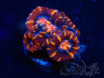 WYSIWYG Micromussa lordhowensis (ehemals Acanthastrea) 6B5