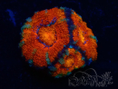 WYSIWYG Micromussa lordhowensis (ehemals Acanthastrea) 6B7