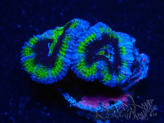 WYSIWYG Micromussa lordhowensis (ehemals Acanthastrea) 6B8