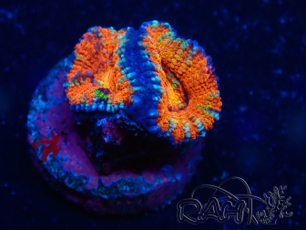 WYSIWYG Micromussa lordhowensis (ehemals Acanthastrea) 6K5