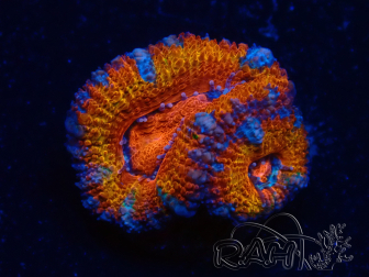 WYSIWYG Micromussa lordhowensis (ex Acanthastrea) 6B10