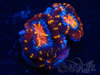 WYSIWYG Micromussa lordhowensis (ex Acanthastrea) 6C1