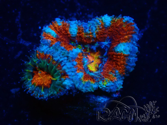WYSIWYG Micromussa lordhowensis (ehemals Acanthastrea) 6C2