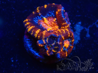 WYSIWYG Micromussa lordhowensis (ehemals Acanthastrea) 6C3